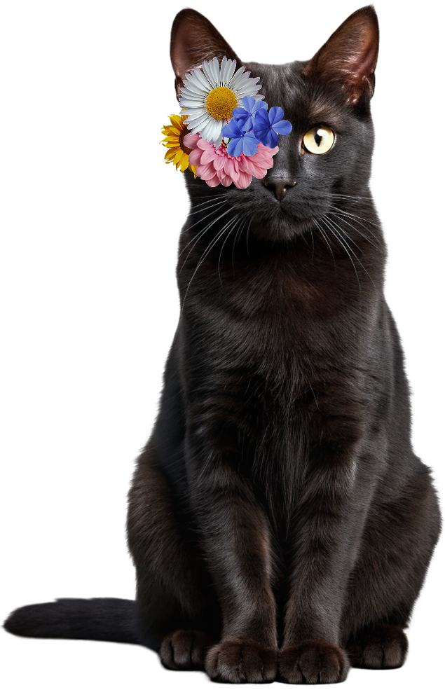 cat with text
